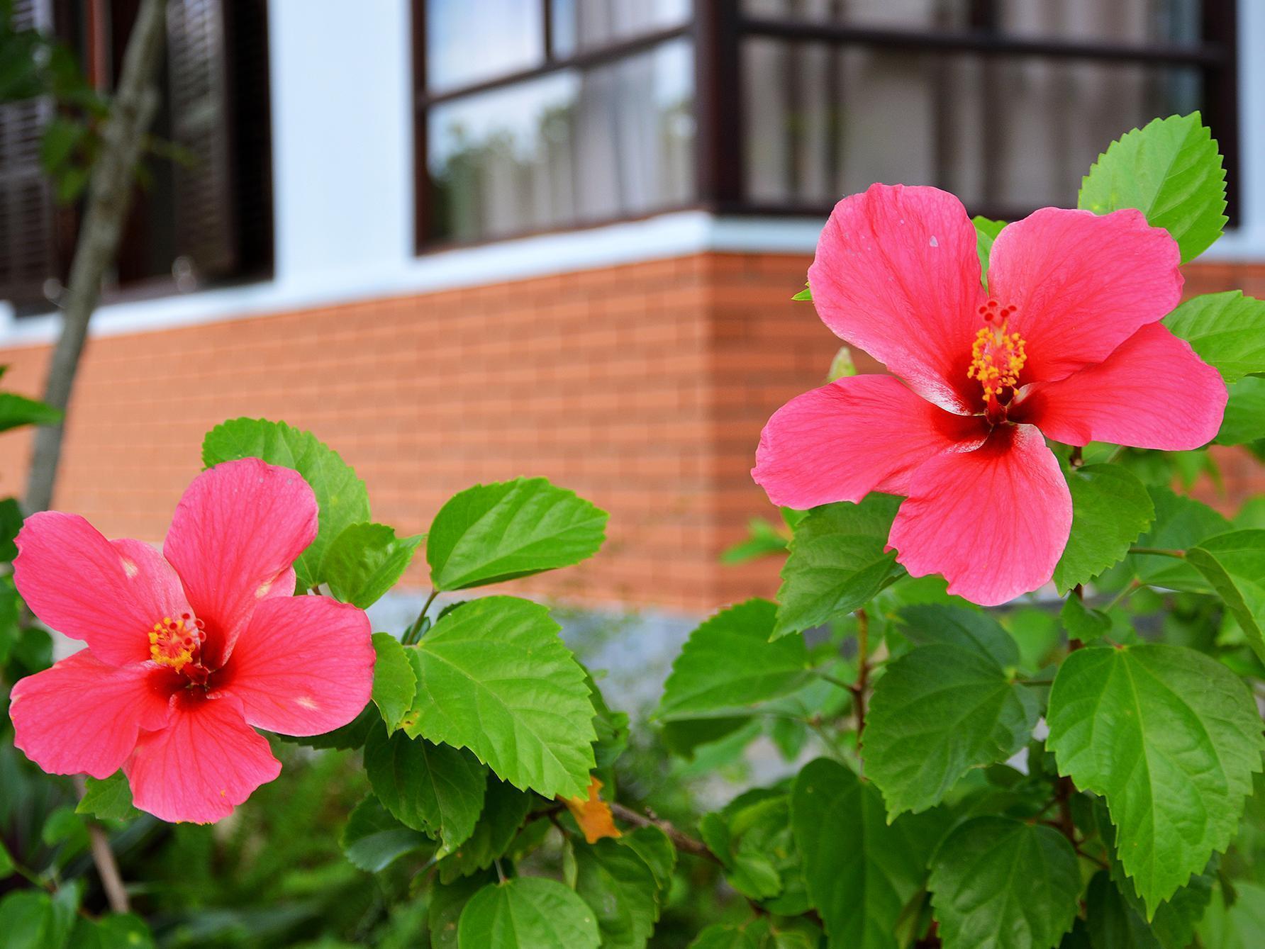 Garden Aroma Homestay Hoi An Luaran gambar