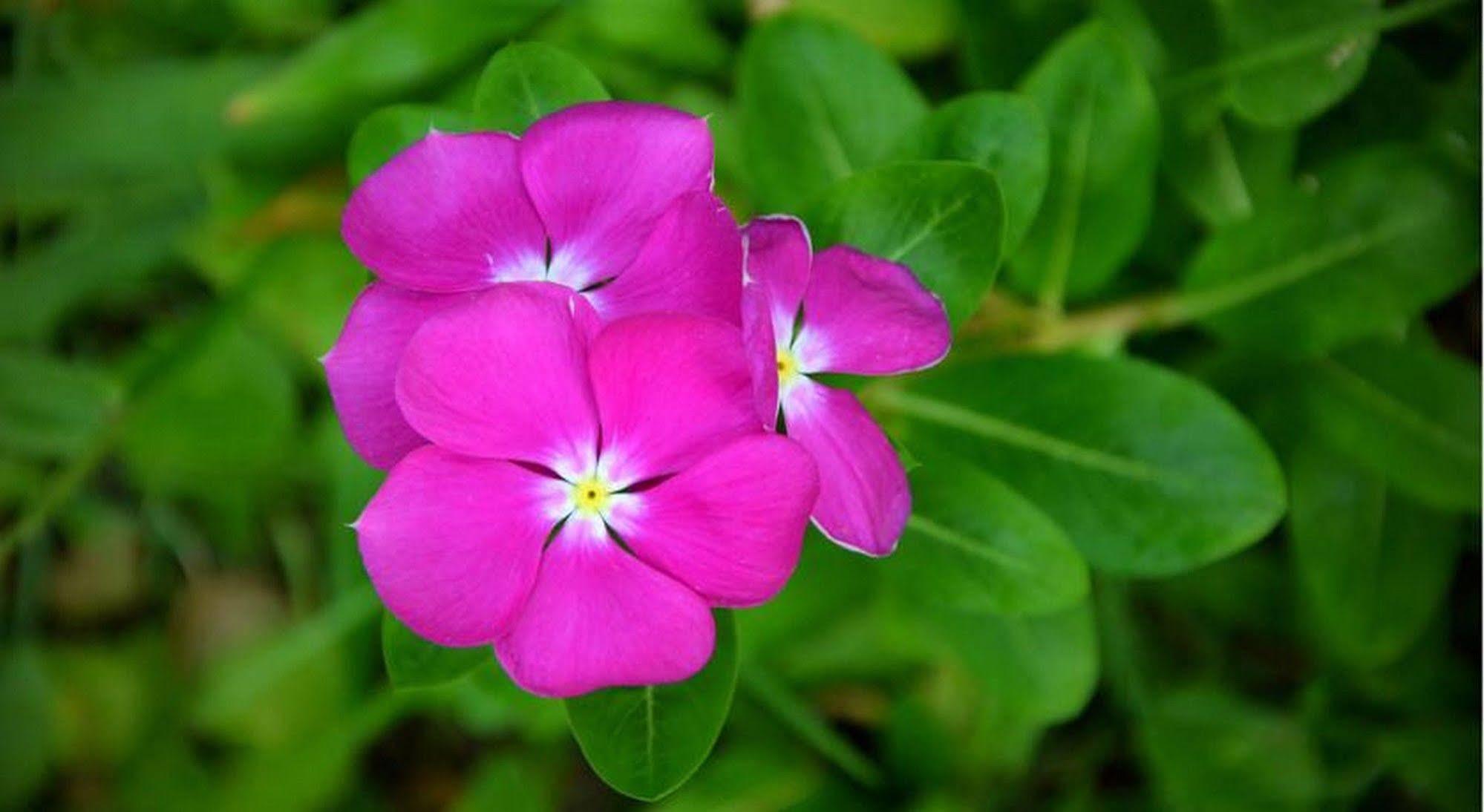 Garden Aroma Homestay Hoi An Luaran gambar
